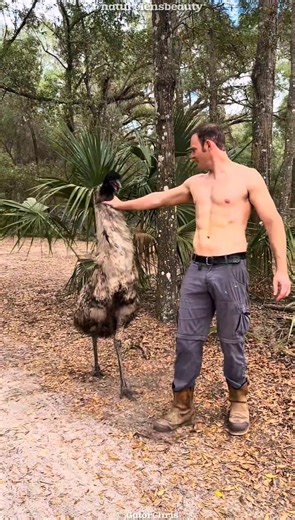 Why an Emu Bird Stops Attacking Instantly When Touched! #shorts
