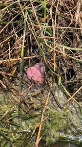 1.2M views · 10K reactions | Apa itu #Reels | Cecep Saepul Bahri | Facebook