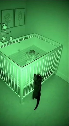 Security Cam: Cat Guards Baby From Insect 🐱🎥
