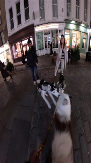 Fun Interactions With My Siberian Husky Dog