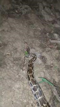 Indian rock python Hassanmad road . python road cross karne ki koshish kar raha tha