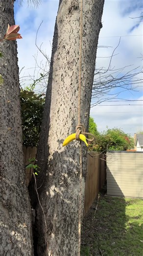 Skilled Climbers: Tree Removal & Trimming Pros