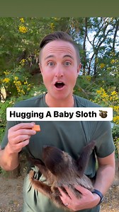 47K views · 1K reactions | Hugging a baby Sloth 殮凉 | Corbin Maxey | Facebook