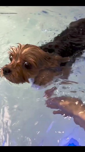 Swimming time 🏊‍♀️ Coma Yorkie #comayorkie #yorkie | Coma Yorkie