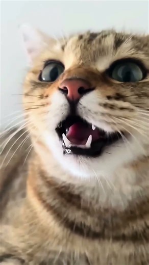 Kitten meowing to attract cat 🐈‍⬛ #cats