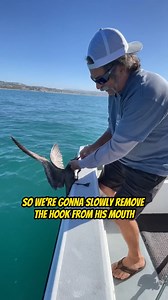 7.4K views · 84 reactions | The Proper Way to Unhook a Seagull or Bird from your line! Your Saltwater Guide is Sponsored by Okuma Fishing Tackle. | Your Saltwater Guide | Facebook