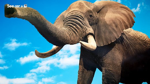 138K views · 176 reactions | Elephants have large brains and great memory, but what's exactly going on in that massive head of theirs? Here’s what we know. | Elements | Facebook