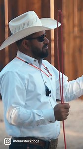 462 reactions · 15 shares | Our methodology of training dogs doesn't show the fastest results. We focus on the dog and the livestock's integrity and to make sure the dogs stay calm and happy so that they can enjoy the whole journey! Our next Level 1 clin8c coming up on December 17-18, 2022. Contact us to sign up: Email: mourastockdogs@gmail.com Priefert American Hat Company Old Bull Gorman Custom Welding, Trailers & Kennels | Moura Stock Dogs | Facebook