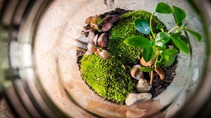 rbb Gartenzeit: Indoorgärten als lebende Bilder für Tisch und Wand