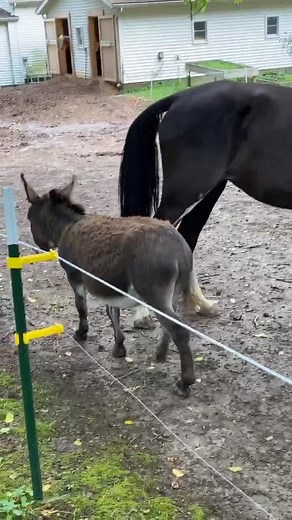 Hilarious Donkey Jokes from Shrek's Perspective