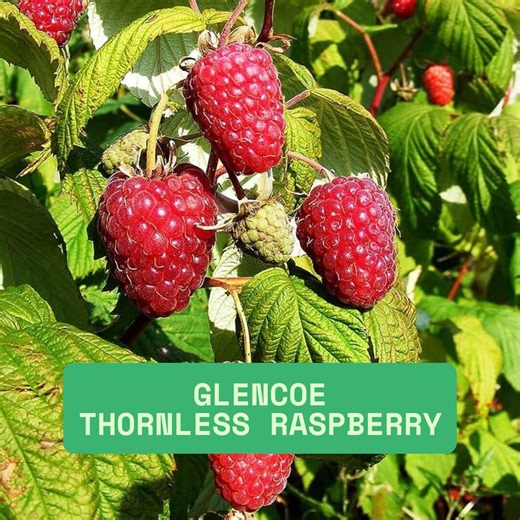 2 Pack Glencoe Thornless Raspberry Plants, Live Fruit Plants for Your Garden at the LOWEST - Etsy