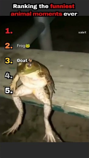 🐾 Ranking the Most Unbelievable Animal Moments! 😂 #shorts