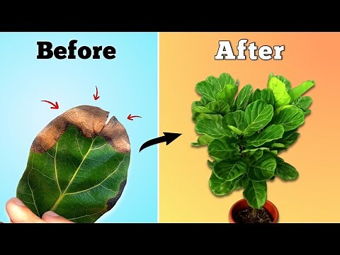 Fiddle Leaf Fig Plant Care Tips - STOP Leaf Drop