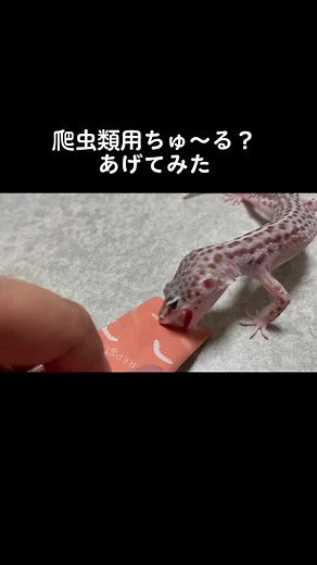 TikTokでともちんさんをチェック！