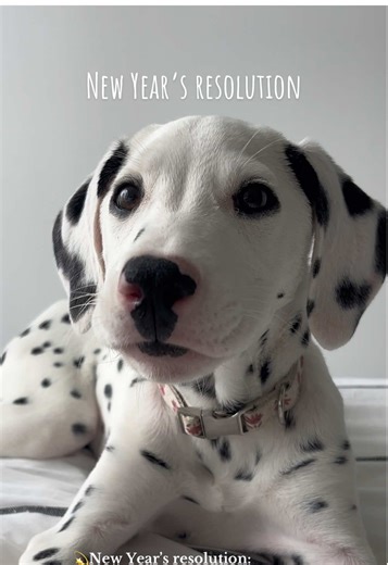 Guess I’m buying 100 more of these🐾 #101dalmatians #dalmatian #cutepuppy #puppylove #puppylife