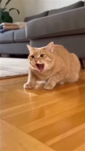 Cat-ception #cats #catshorts #cat