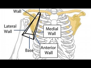 Upper Limb || Axilla