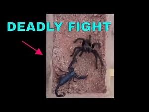 AGGRESSIVE TARANTULA VS SCORPION