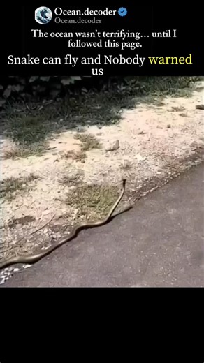 Ocean on Instagram: "Just when you thought snakes were scary enough on the ground... nature decided to upgrade them. The snake in this reel is showing a behavior many people have never seen - a rapid, wave-like motion that looks almost unreal. But here's the crazy part: some snakes actually can glide through the air. Known as "flying snakes," they flatten their bodies, launch from trees, and glide up to 30 meters using pure body control. No wings, no magic - just physics and evolution working ov