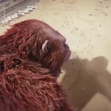 16K views · 55 reactions | THE SECRETS ARE ABOUT TO REVEAL IN #GODZILLAXKONGTHENEWEMPIRE ⭐ Tickets for "Godzilla X Kong: The New Empire" are now on sale! Witness the ultimate team-up of "Godzilla and Kong," showing on March 30 at SM Cinema and IMAX! BUY YOUR TICKETS NOW! : https://bit.ly/GodzillaXKongAtSMCinema : SM Cinema app : SM Cinema ticket booths #GodzillaXKongTheNewEmpire #GodzillaXKongTheNewEmpireAtSMCinema #SMCinema | IMAX_SMCinema | Facebook