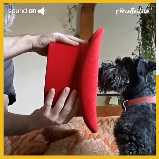 The perfect assistant! 🐶 | Try Not to Laugh