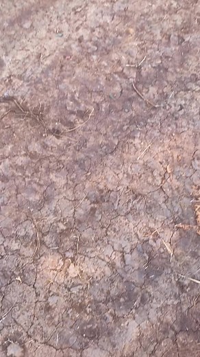 Blue Motorcycle in Natural Outdoor Setting