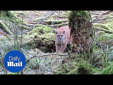 Close encounter: cougar stalks man walking in Canadian woods - Daily Mail