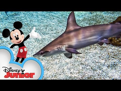 Fin-tastic Sharks 🦈 | Disney Animals | Mickey Mouse Funhouse | ‪@disneyjr‬​