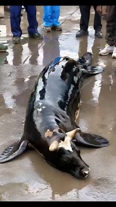 What’s the most unique animal have you ever come across? | Simon Kabu