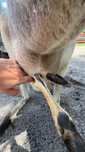 24K views · 625 reactions | 勞 No Space Left 勞 Time to move out! | Animal EDventure Park & Safari | Facebook