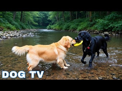 12 Hours of Dog Music 🌈 Relaxing Music for Dogs With Anxiety 🐶 Separation Anxiety Relief music 🎵