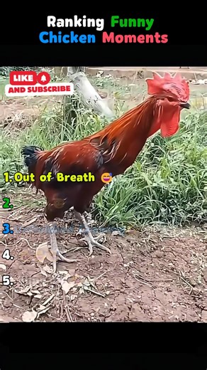 Ranking Dramatic Animal Reactions | No. 1 is a Total Drama Queen 🎭