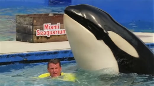 When humans and killer whales hunted together - then everything broke