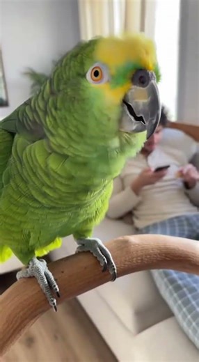 My parrot doesn’t argue — it delivers damage.#youtubeshorts #funny #talkingparot #parrot #shorts