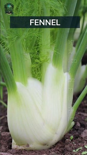 Fennel Growing Basics. Add your tips below 👇 #fennel #basics #tips