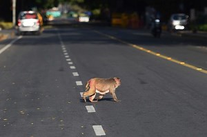 WATCH: Monkeys, elephants and dogs reclaim India's streets in virus lockdown