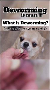 1.4M views · 3.2K reactions | What is Deworming & Why Deworming is Important for Dogs? What are the symptoms when Deworming is done. What the video till the end for proper info and send it to every Dog Owners who think that Deworming is nothing. Thank you . . . . . #dogs #deworming #importance #necessary #healthy #life #pets #care #vomiting #hairfall #smell #reels #viral | Labrador Vlogs | Facebook
