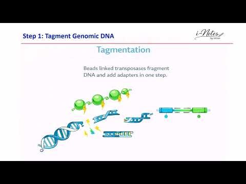 Next Generation Sequencing (NGS) Library: Understanding the Concept and Steps