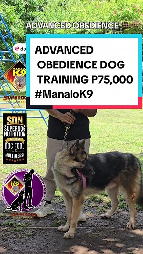 Advanced Obedience Dog Training for Alaskan Malamutes
