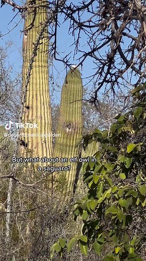 Observa al búho elfo descansando en un saguarro