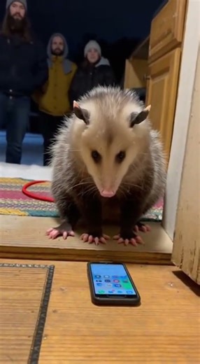 An opossum sits on command, pressing a mobile phone while leavin #opossum #animals #possum #wildlife