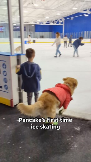 Pancakes Life on Instagram: "Pancake ice skating is such a mood #dogsofinstagram #goldenretriever #weratedogs #petsofinstagram #iceskate #doglovers #chewy #anythingforpets #wagwear #petsupermarket #petco #funny #winter #workvibes"