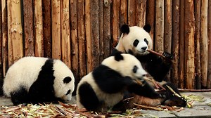 24K views · 2.6K reactions | Why did the baby panda run away so fast all of a sudden? I guess that's because her favorite nanny just turned up. (Run Yue) #HiPanda | iPanda | Facebook