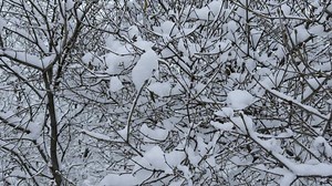Close-up of tree branches covered in fresh snow during winter. The intricate network of twigs and snow creates a delicate and serene atmosphere in nature