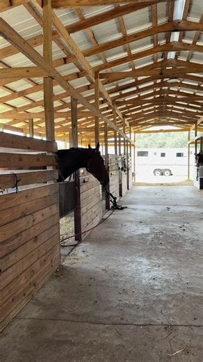 How’s the fairy chasing going, Timmo? #seawolfmwf #teamredbud #farmlife | Redbud Farm Equestrian