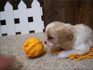 Cavachon puppy for sale