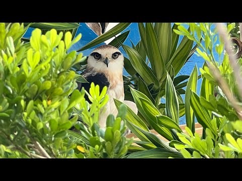 You Won’t Believe What’s Hiding in This Plant 🌿