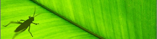 Grasshopper Basics with David Rutten