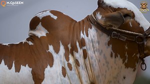 58 reactions · 15 shares | مجھے ایک ہی رنگ پسند ہے صاحب جو مجھے دیکھ کر لوگوں کا اڑ جاتا ہے مجھے کہتے ہیں سلطان * THE BEST AND FINEST BACHRA OF 2022 , ❤❤ سلطان❤❤ ...  NAWABZADA CATTLE FARM ❤❤Contact # 03028609911 | Pakistan Cattle Qurbani | Facebook