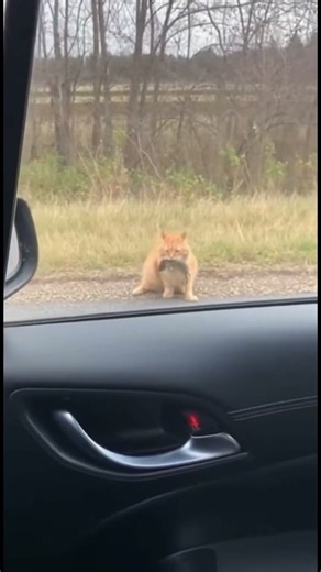 Car Pranks Cat With Horn — Cat Instantly Loses the Mouse and Its Patience